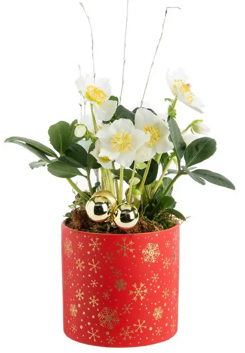 Conçu pour le jardin:Hellébore pot rouge étoile - Ø 13,5 cm