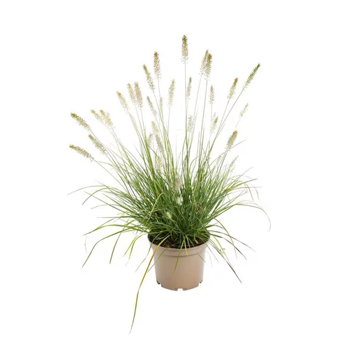 Pratique dehors：Pennisetum Collection - Le pot de 3 litres