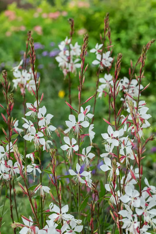 Fonctionnel au jardin:Gaura - Le pot de 2 litres