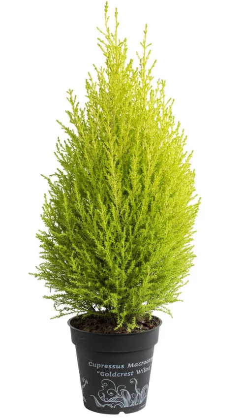 Ambiance jardin：Cupressus Gold Crest jaune. Le pot de 3 litres