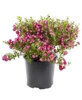 Côté végétal：Pernettya rose. Le pot de 1 litre