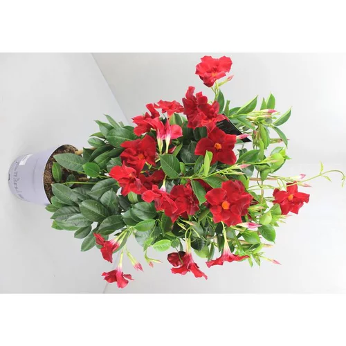 Jardin et confort:Dipladénia Fushion Tokyo Espalier - Le pot de 2,5 litres