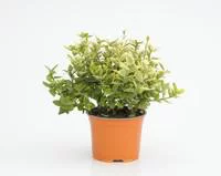 Pour un extérieur à votre image:Euonymus Fortunei Emerald Gold jaune en pot de 2 L