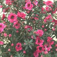 Simple au jardin：Chamelaucium Wax Flowers - Le pot de 3 litres