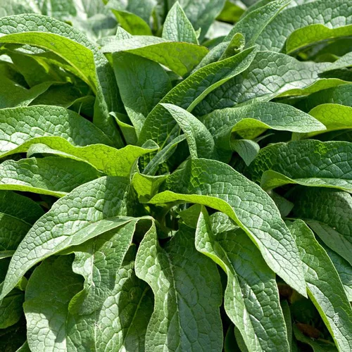 Une touche jardin：Consoude Bio. Le pot de 1 litre