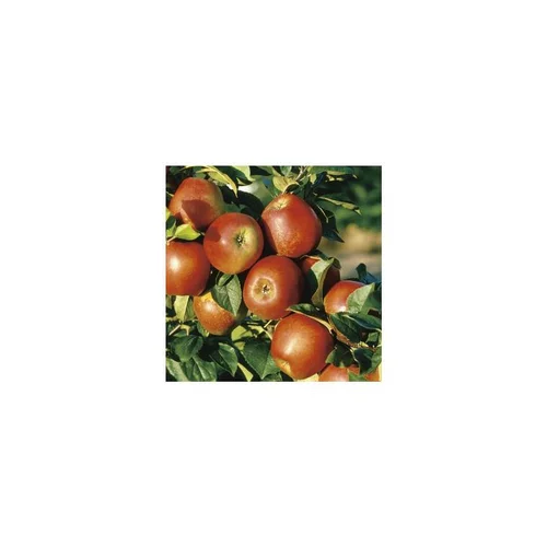 Durable au jardin：Pommier Delbard Jubile® Delgollune. En racine nue, forme gobelet