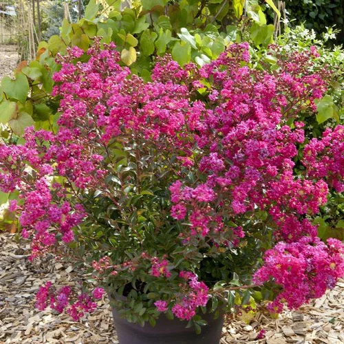 Pour vos moments en extérieur：Lagerstroemia Indica Chérie rose. Le pot de 2 litres