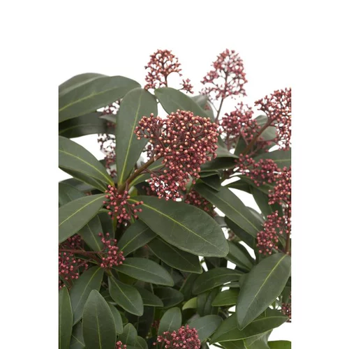 Idée pratique:Skimmia Japonica. Le pot de 3 litres
