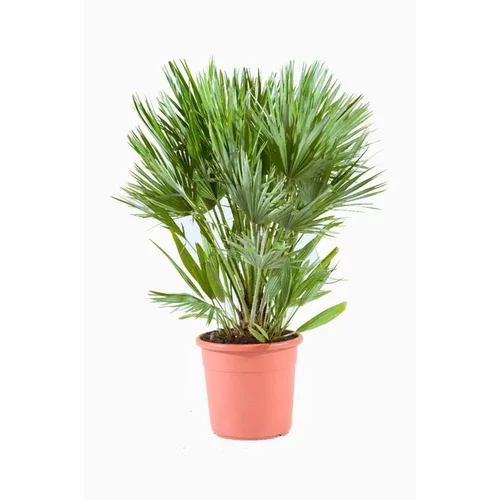 Votre jardin:Chamaerops Humilis Compacta (Palmier nain) en pot de 13 L vert