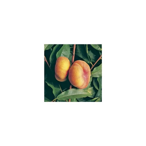 Plaisir dehors：Pecher Jalousia® Ferjalou. En racines nues, forme 1/2 tige
