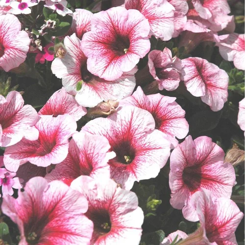 Équipement jardin：Pétunia retombant multicolore. La coupe de Ø 25 cm