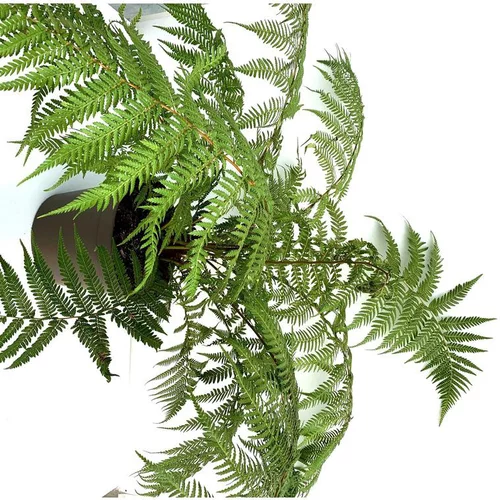 Jardin et confort:Fougere Dicksonia Antartica Touffe - Le pot de 10 litres