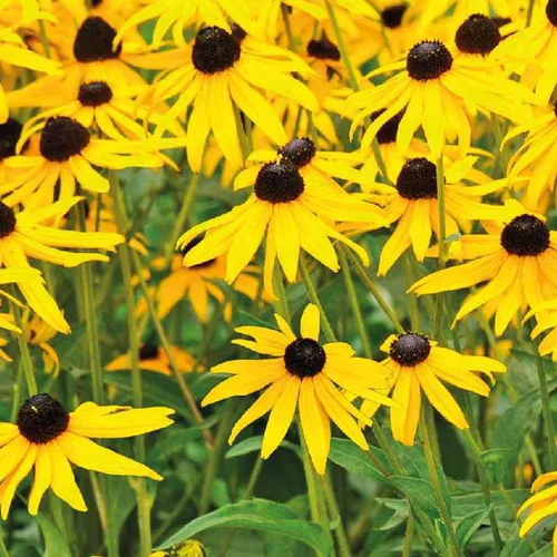 Équipement pour le jardin:Rudbéckia jaune - Le pot de 9 x 9 cm