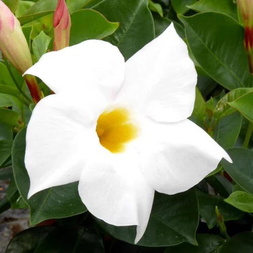 Solution pratique：Dipladenia blanc - La barquette de 4 plants