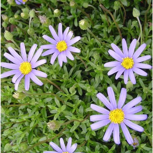 Idée simple：Agathéa x Felicia (Aster du Cap, Marguerite du Cap) à fleurs bleues - Le pot de 4 litres