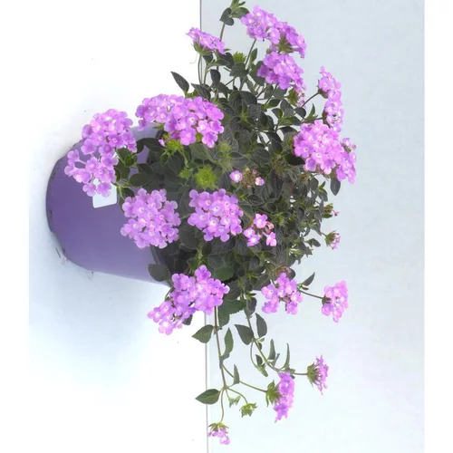 Le choix pour l’extérieur：Lantana sellowiana tapissant - Le pot de 1 litre