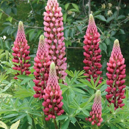 Solution pour le jardin：Lupin rouge-Clair - Le pot de 9 x 9 cm