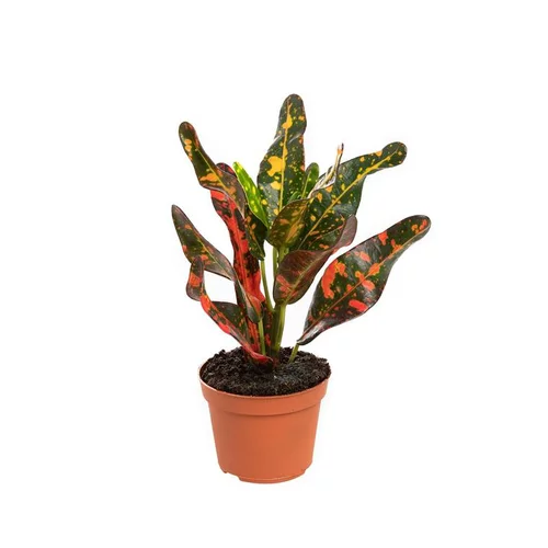 Bien pensé jardin：Croton Red Banana pot Ø6 cm