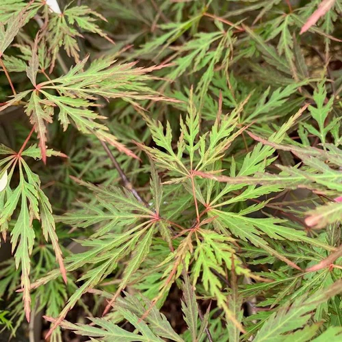Univers végétal：Erable du Japon (Acer Palmatum) Orangeola. Le pot de 4,5 litres