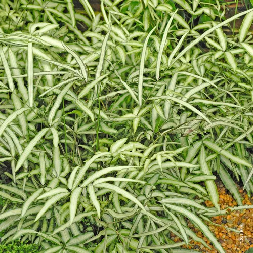 Mon jardin：Fougere Pteris Albolineata - Le pot de 4 litres