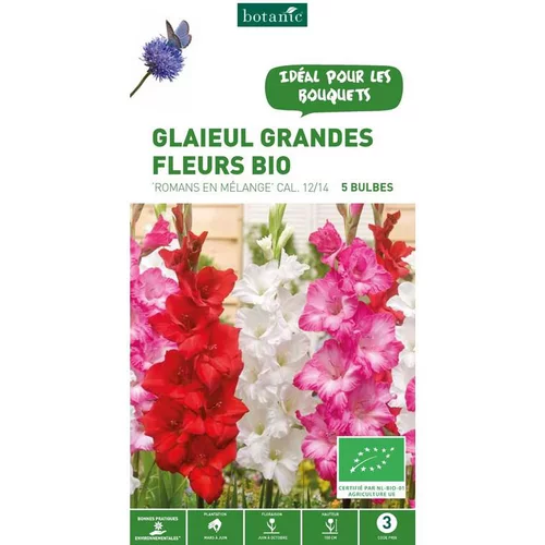 Pour faciliter le quotidien au jardin:Glaïeul à grandes fleurs Romans mix bio botanic® - 5 bulbes