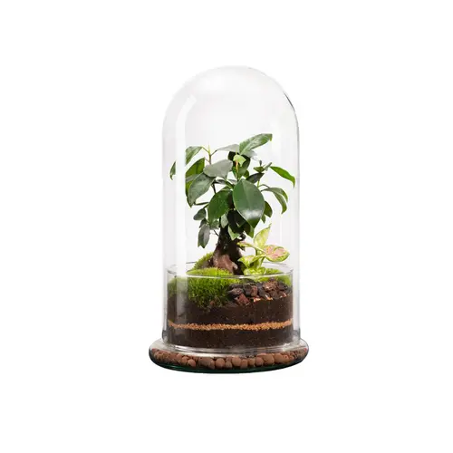 L’essentiel pour l’extérieur:Terrarium autonome botanic® Spicy Ginseng - Taille L Ø 17,5 cm H 32 cm