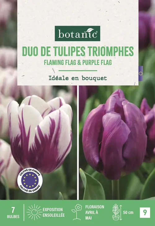 Maison & jardin:Bulbes de fleurs Tulipe triomphe duo violet et violet blanc botanic® - 7 bulbes
