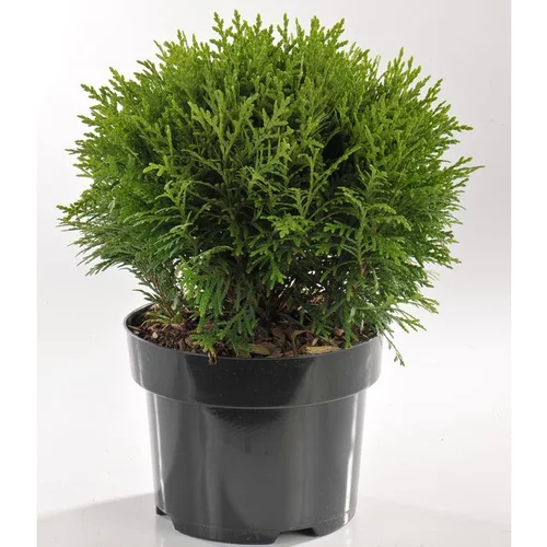 Indispensable au jardin：Thuya Occidentalis Danica (thuya du Canada) 30/40 en pot de 3 L vert