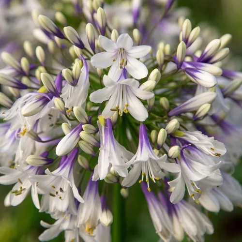 Pour mieux aménager votre jardin：Agapanthe Fireworks bleue et blanche. Le pot de 4 litres