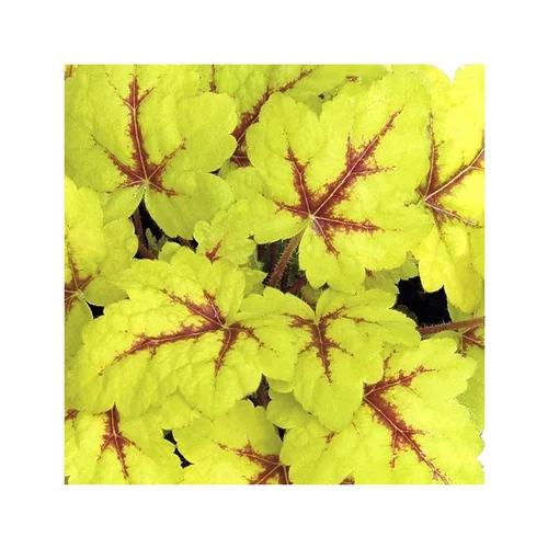 Pratique pour l’extérieur：Heucherella Spotlight - Le pot de 1 litre