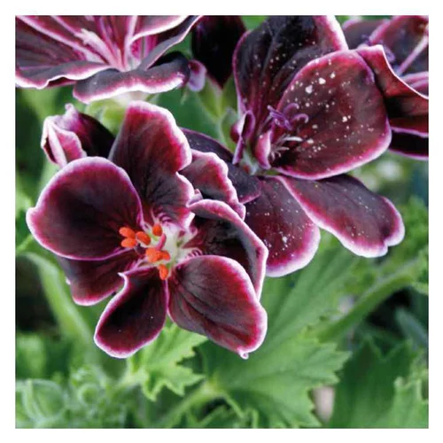 Équipement pour le jardin：Géranium odorant violet. Le pot de 9 x 9 cm