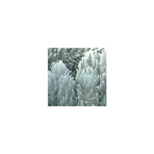 Votre allié au jardin：Senecio Haworthii - Le pot de 9 x 9 cm