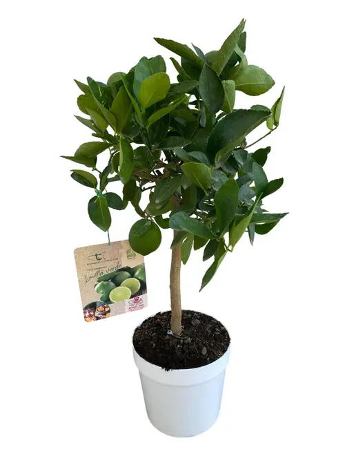 À découvrir pour le jardin：Lime vert coloris jaune - 5 L