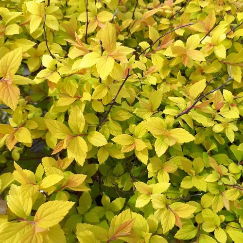 Jardin & nature：Spirée Japonaise Gold Mound. Le pot de 5 litres