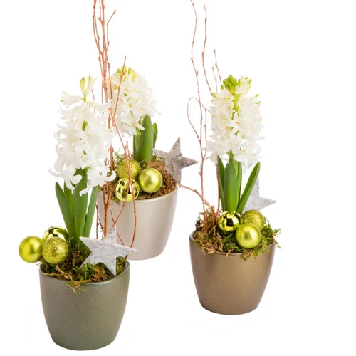 Solution pratique:Jacinthe en pot céramique