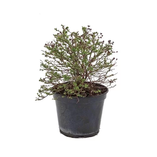 Jardin pratique：Potentille Kobold Carpet touffe jaune. Le pot de 3 litres