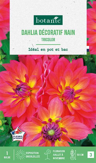 Une solution adaptée à l’extérieur：Bulbe de fleurs Dalhia décoratif nain Tricolor botanic® - 1 bulbe