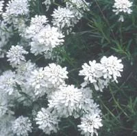 Pour valoriser vos extérieurs:Iberis Sempervirens - Le pot de 10,5 cm