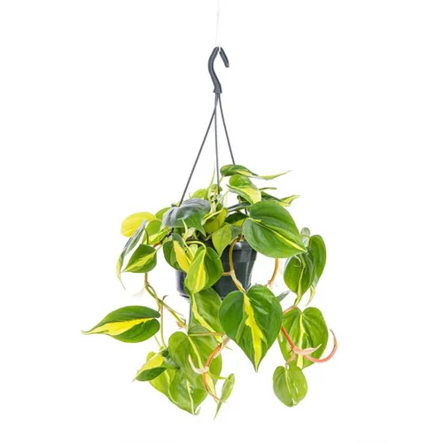 Un plus pour vos extérieurs：Philodendron Scandens Brasil suspension Ø18xH40 cm