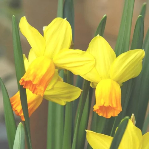 Solution jardin:Narcisse - La coupe de 49 cm
