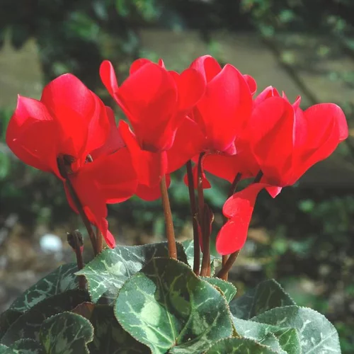 À découvrir au jardin：Cyclamen à grandes fleurs. La coupe de 28/30 cm