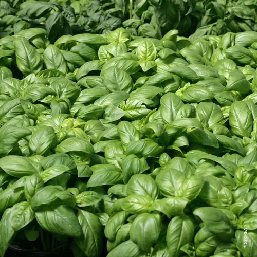 Adapté à l’extérieur：Basilic Bio. Le pot de 1 litre