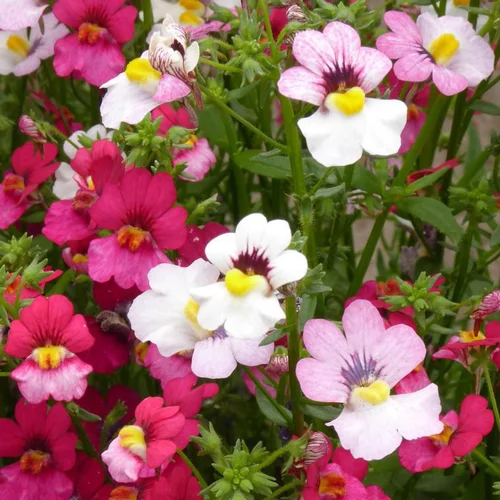 Un atout au quotidien:Nemesia retombant - La suspension diam 27 cm