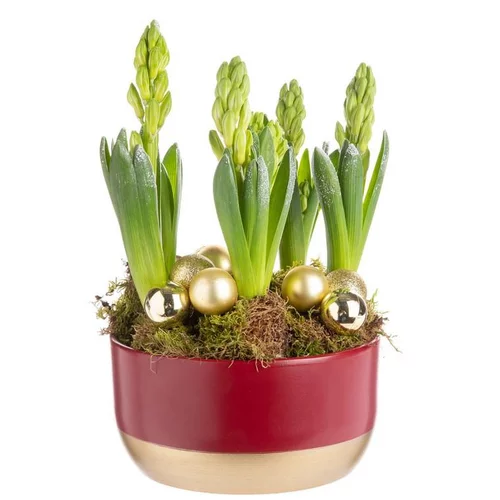 Vie dehors:Composition de Noël 6 jacinthes multicolore pot en céramique rouge et or