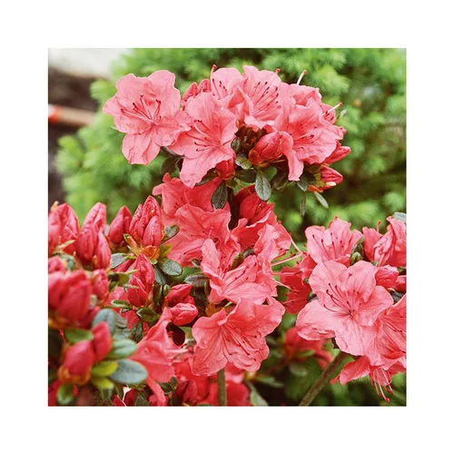Pour votre jardin:Azalée japonaise Glencora coloris rose. Le pot de 5 litres.
