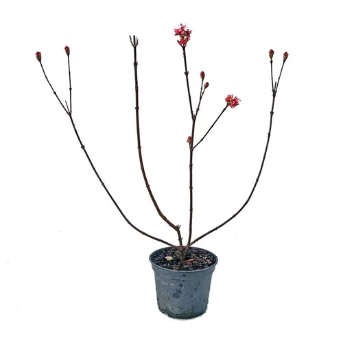 Sélection utile：Viburnum Farreri (Viorne Farreri) 50/60 en pot de 3 L vert