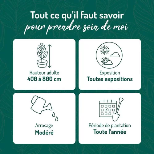 Pour donner du style à l’extérieur：Vigne vierge VEITCHII ROBUSTA. Le pot de 3 litres