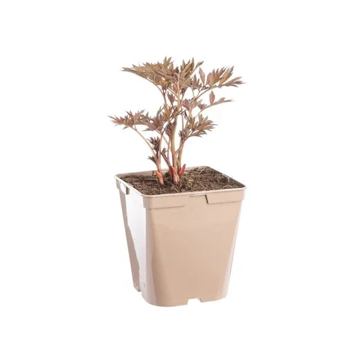 Simple pour le jardin：Pivoine Scarlet Heaven - Le pot de 5 litres