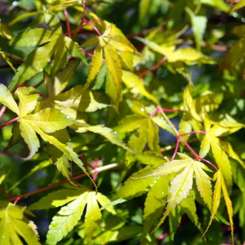 Mieux au jardin：Acer Palmatum Katsura (érable du Japon) en pot de 15 L orange