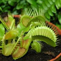 Conçu pour le jardin：Dionea Muscipula. Le pot Ø 8,5 cm